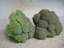 Belstar Broccoli