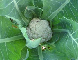 Snow Crown Cauliflower