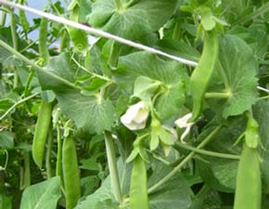 Pea Plants