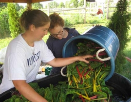 Washing Chard