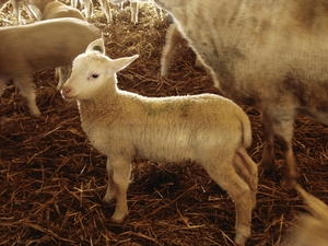 One of the many new lambs