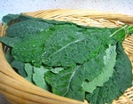 Lacianato Kale