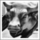 Wall Street Bull